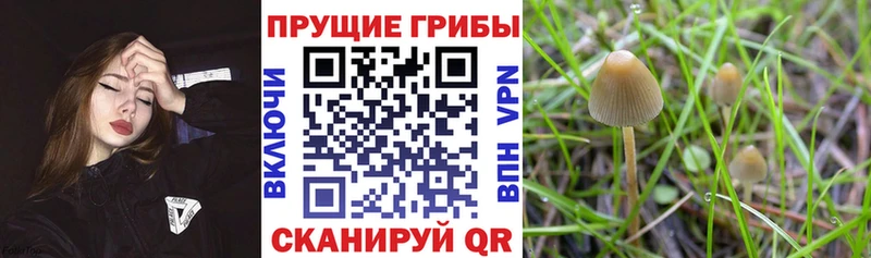 Псилоцибиновые грибы GOLDEN TEACHER Сафоново